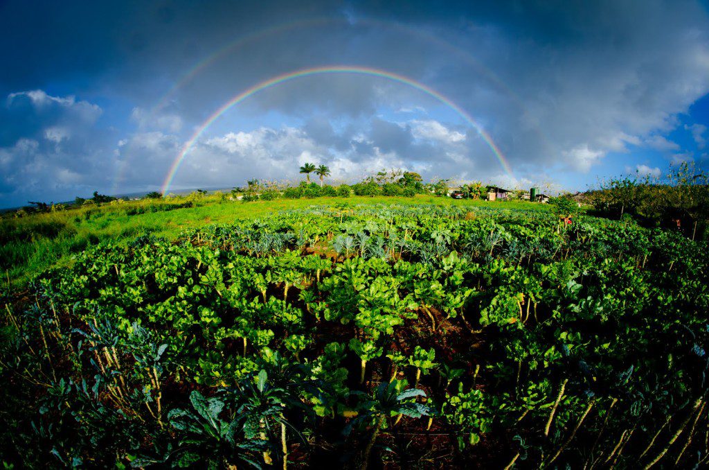 organic farms hawaii, sustainable farming hawaii