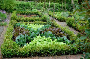 hilo edible landscaping
