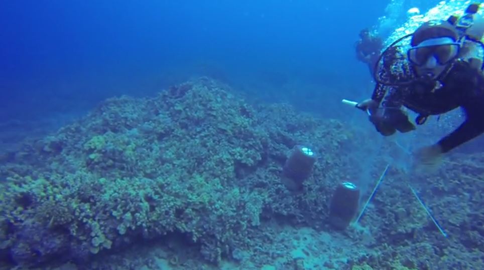 Tropical fish swimming over the reef