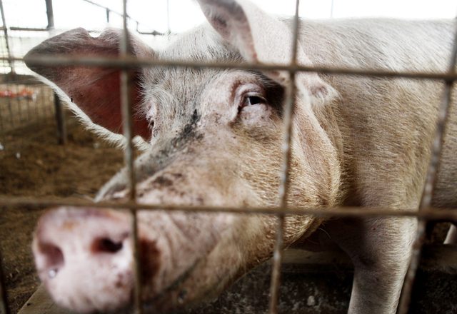 Natural Korean Farming Hog Pen