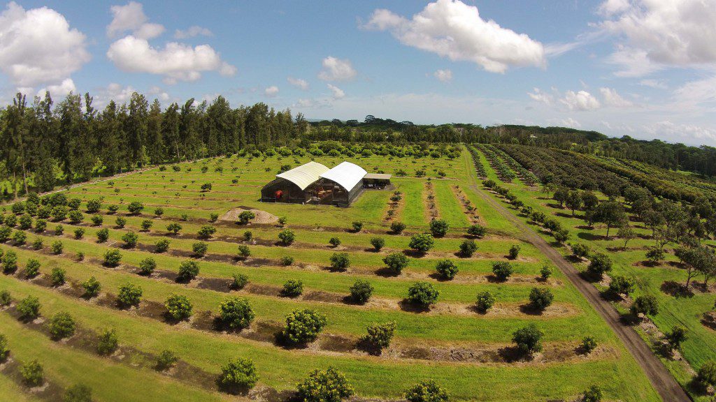 Organic Farms Big Island Hawaii