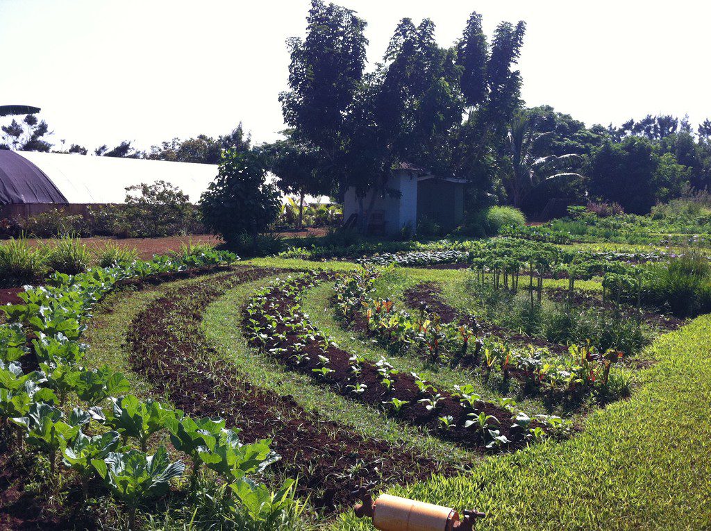 Kauai Organic Farms - Garden beds in a semi-circle