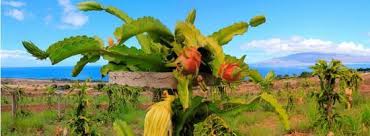 Maui Organic Farms - Dragon fruit farm