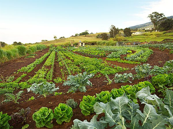 Maui Organic Farms - Longs lits de jardin dans un sol riche produisant des légumes verts