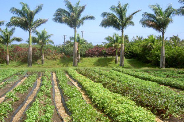 Maui Organic Farms - Des lits de jardin remplis de verdure.