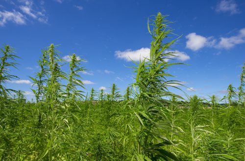 Field of industrial cannabis