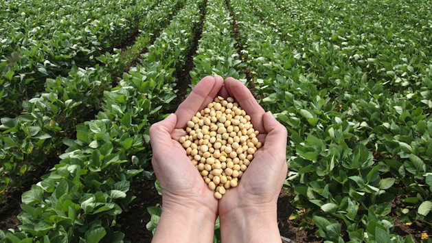 monsanto gmo seeds in the hand of a monsanto worker over one of their soybean fields