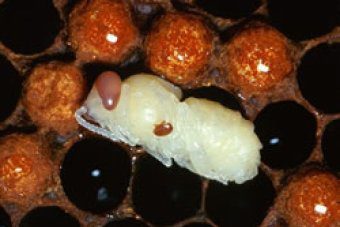 Hawaii’s war on major bee pest could help Australia prepare for future varroa destructor invasion – ABC Rural (Australian Broadcasting Corporation)