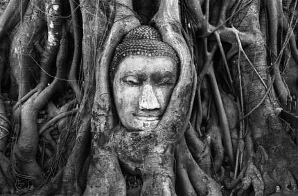 Buddha Tree