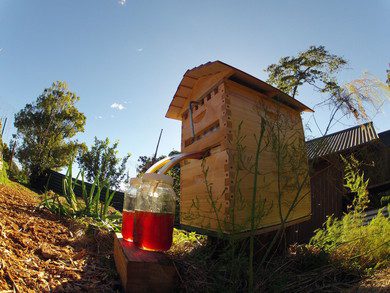 Honey On Tap From Your Own Beehive – Flow™ Hive Home