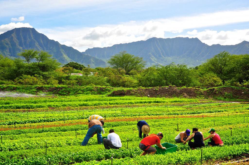 organic farms oahu, hawaii organic farms, organic farms hawaii