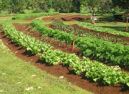 Oahu Organic Farms: Lettuce being grown in semi-circle rows