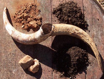Biodynamic farming bull horns, what is biodynamic farming