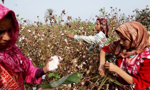 Five reasons why soil is key to the planet’s sustainable future | FAO partner zone | The Guardian