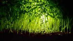 Green Canopy - Plants Talk To Each Other