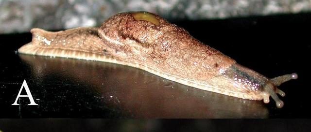 Slugs spreading rat lungworm Hawaii