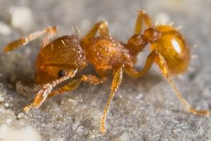 New information available on little fire ants | West Hawaii Today