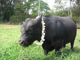 Hawaii Lowline Cattle Is Animal Welfare Approved -West Hawaii Today