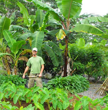 Nitrogen Fixers & Mulch Crops – Hawaiian Sanctuary