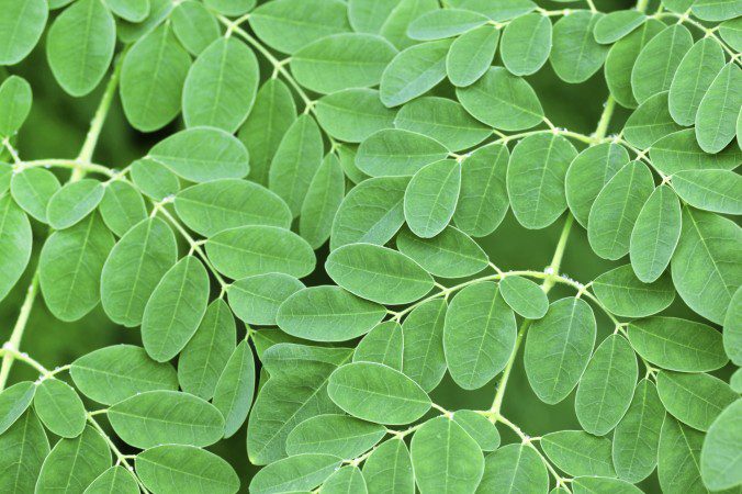 The Incredible Moringa Tree