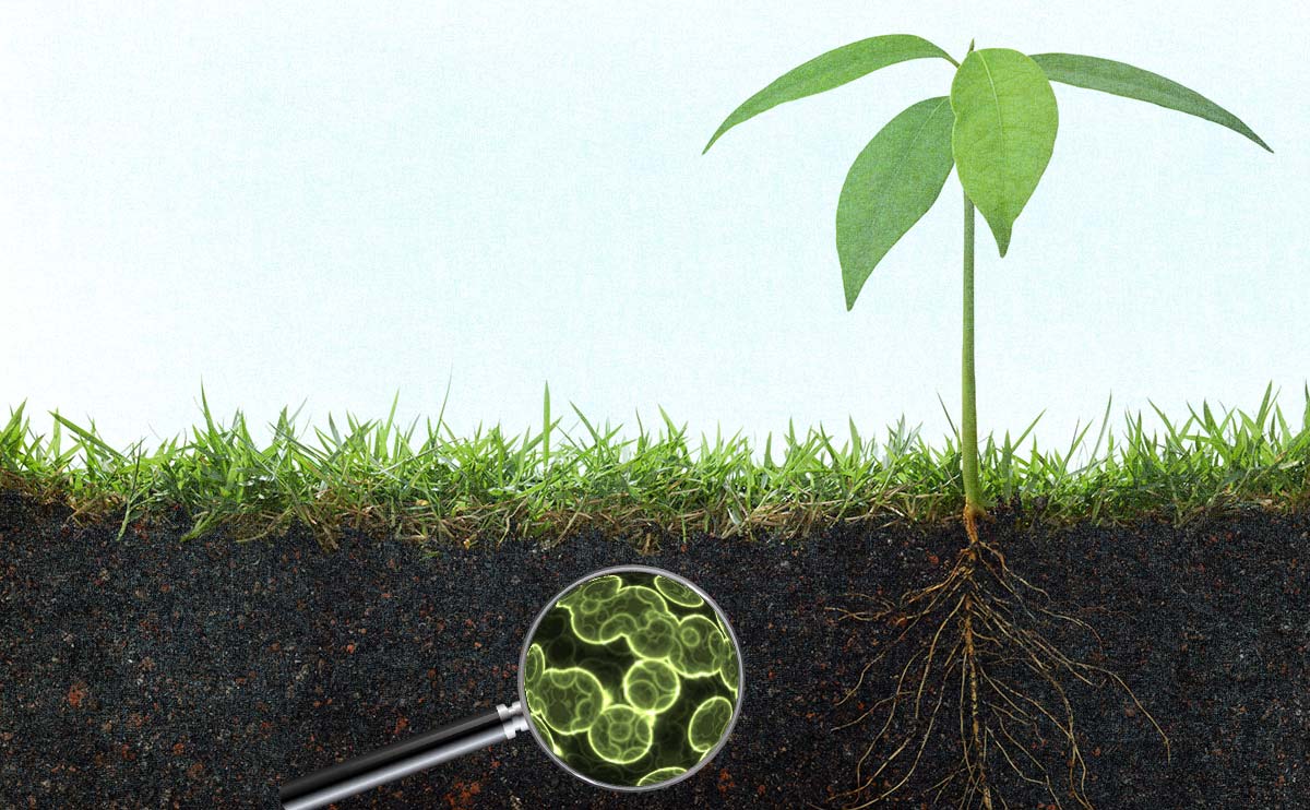 Microbes Will Feed the World, or Why Real Farmers Grow Soil, Not Crops – Modern Farmer
