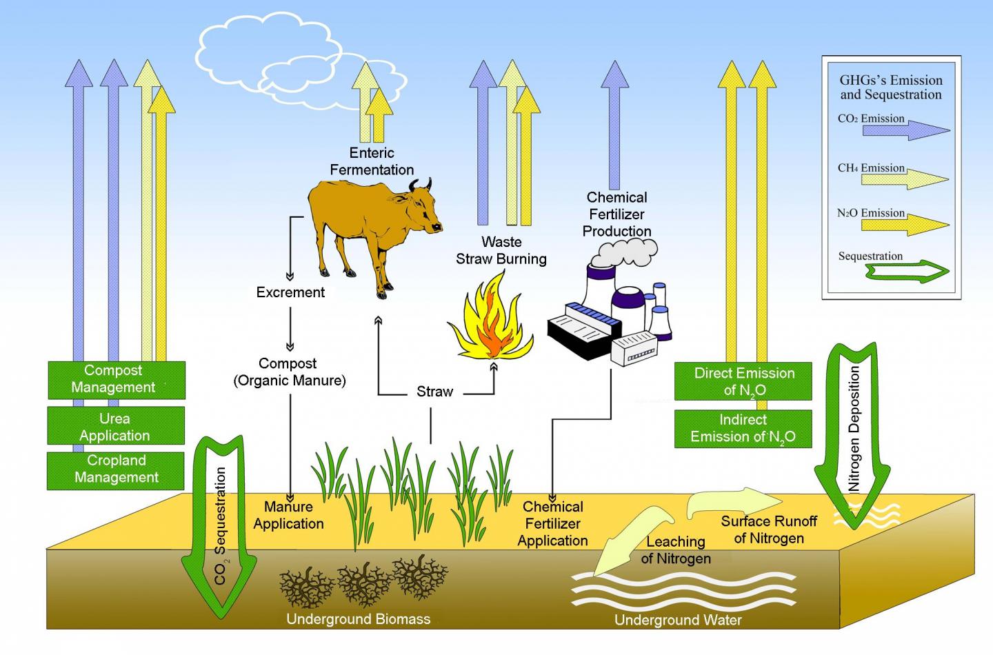 Organic farming can reverse the agriculture ecosystem from a carbon source to a carbon sink | EurekAlert! Science News