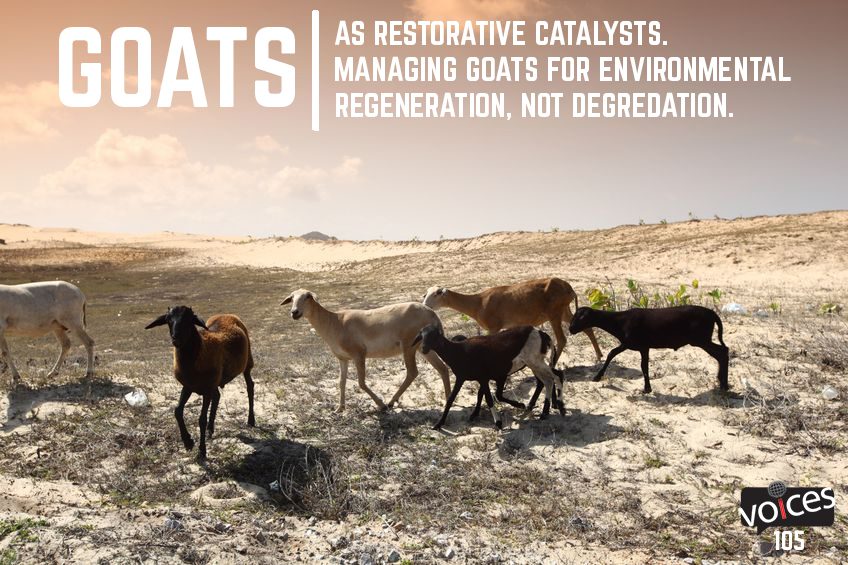 Goats as Restorative Catalysts. Managing Goats for Environmental Regeneration, Not Degeneration. (PVP105)