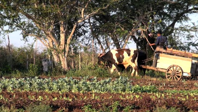 Organic Farming Flourishes in Cuba, But Can It Survive Entry of U.S. Agribusiness? | Democracy Now!