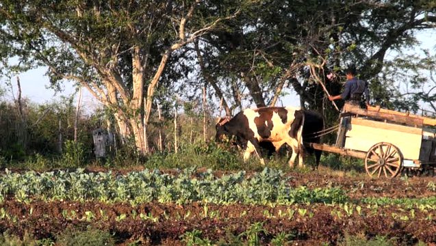 organic farming