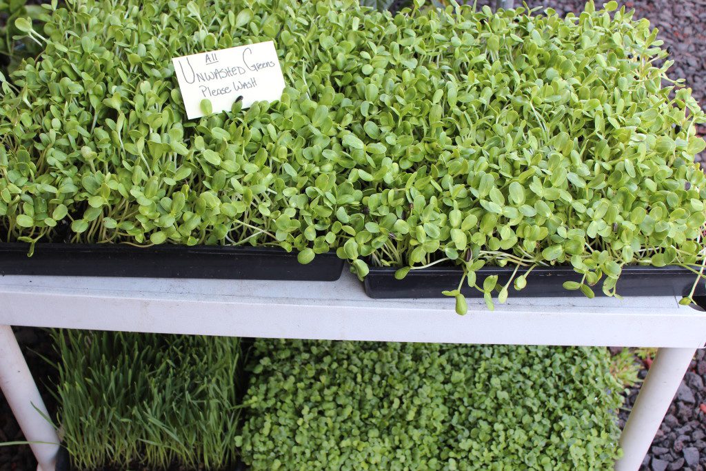 Sprouts and Microgreens Maku`u Market