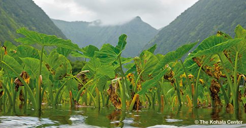 Seed Variety Selection Tool for the Hawaiian Islands – The Kohala Center