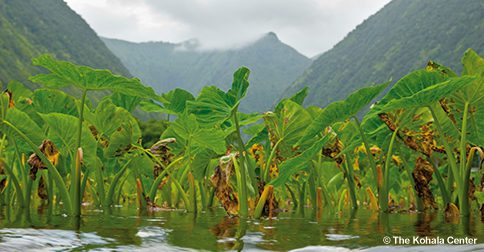 Kohala Seed Initiative seed tool