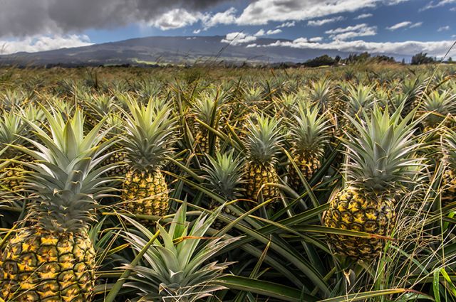 importing food in hawaii