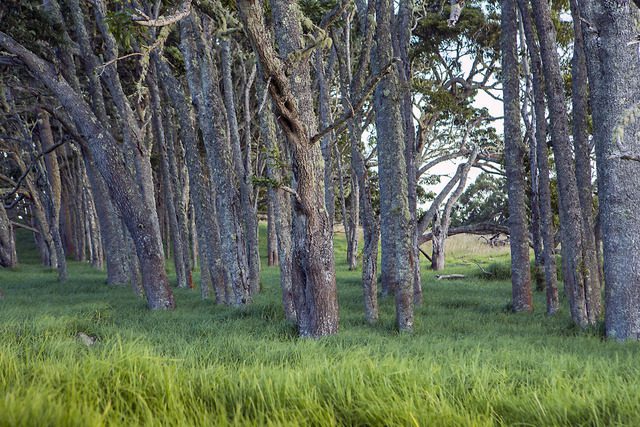 HLH plants 300,000 endemic trees on Big Island