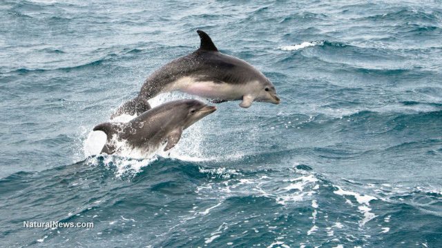 Epidemic of sea mammal deaths explodes as Fukushima radiation contaminates one-third of the earth