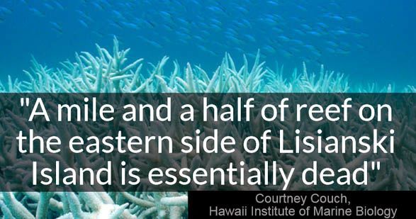 Hawaii on Verge of Worst Coral Bleaching in History as Water Temperatures Soar