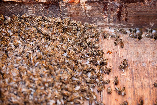 EPA Confirms Activists’ Longtime Claims: Neonicotinoid Pesticide Threatens Honeybees
