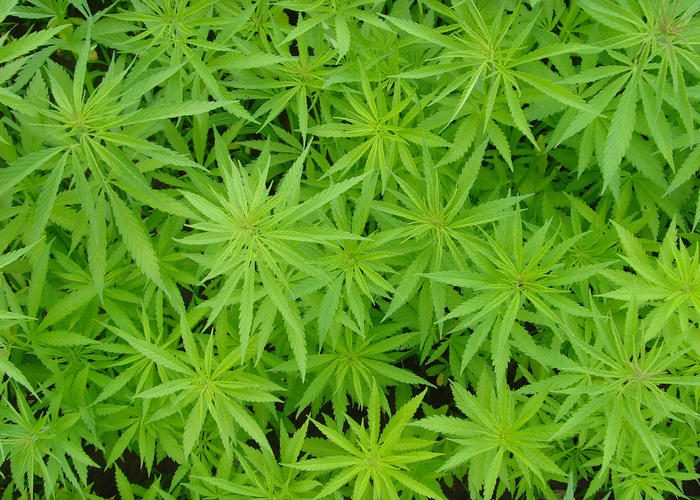 DOH Announces Medical Marijuana Inventory System