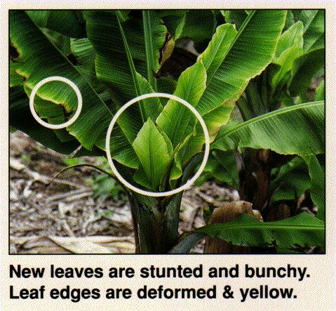 Banana disease continues to spread on Hawaii's Big Island – Lancaster Farming