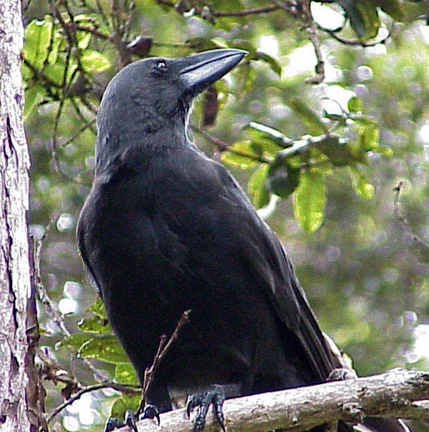 Is Hawaii ‘the extinction capital of the world’? Exhibit A: The alala bird. – The Washington Post