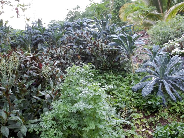 Hawaiian Vegetable Gardening Thursday Permaculture Class