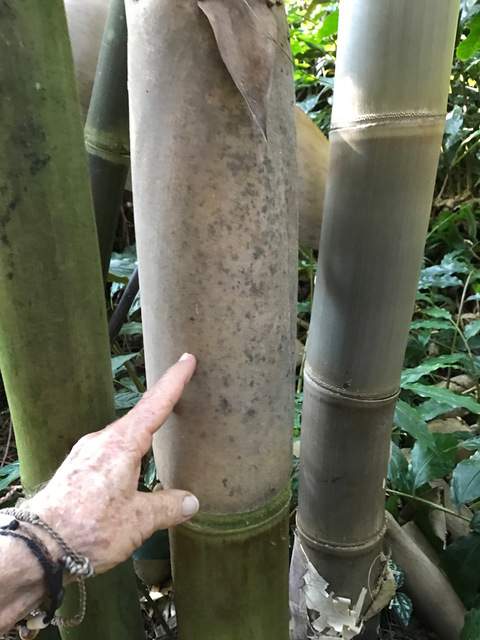 Hawaii Island Bamboo Society expands to Maui | West Hawaii Today